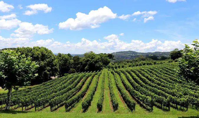 20 Best Wineries to Visit in Brazil